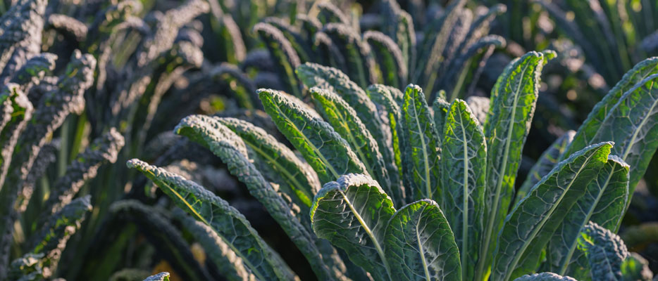 Cavolo nero: tutte le proprietà della verdura di gennaio