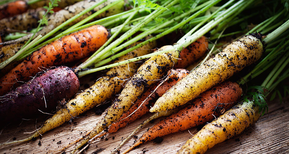 Alla scoperta della carota nera