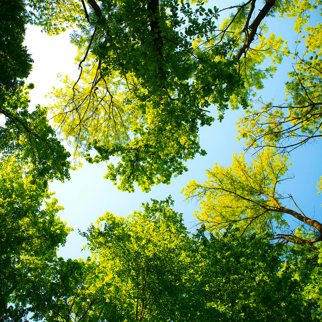 Misura e le nuove foreste per l’Italia