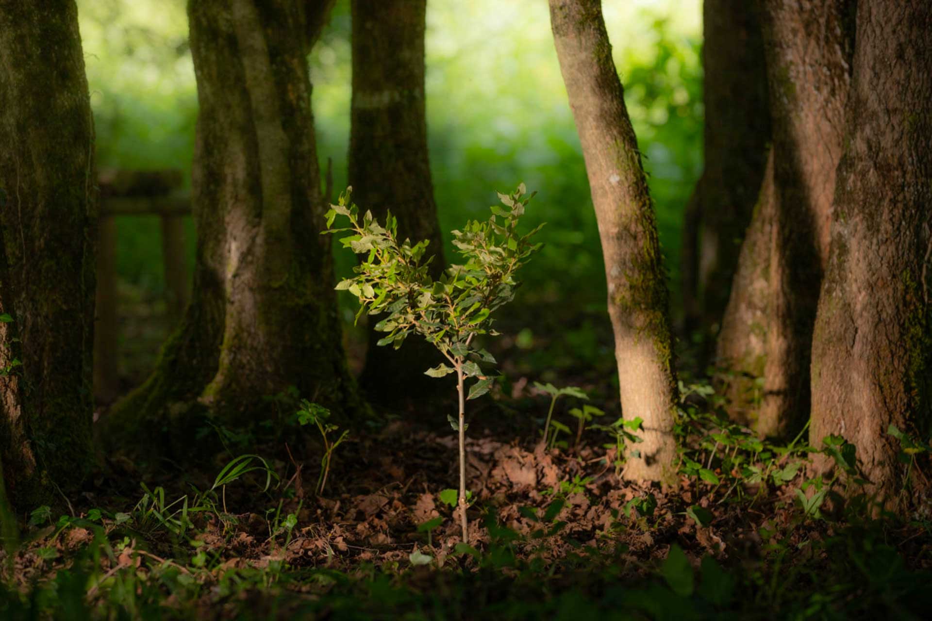 A Misura di Verde