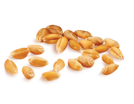 Biscotti Integrali FIBREXTRA Biscotti Integrali FIBREXTRA