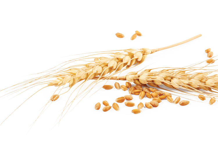 Cornetti Integrali al Miele Cornetti Integrali al Miele