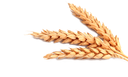 Biscotti frollini al grano saraceno Biscotti frollini al grano saraceno