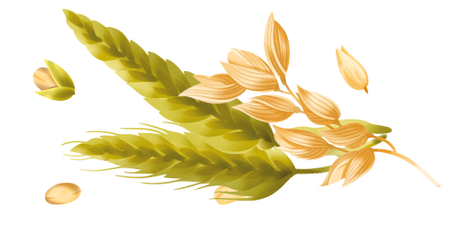 Immagine degli ingredienti delle Fette Biscottate Segale e Avena Misura, della linea Naturicca